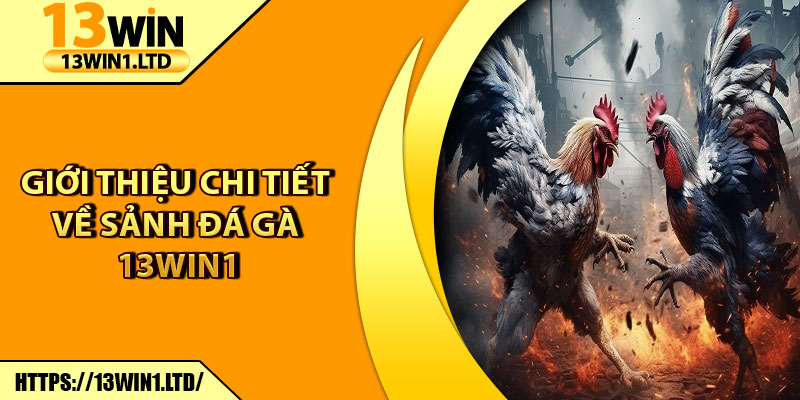 Đá Gà 13win1 – Đấu Trường Kịch Tính, Thưởng Khủng Mỗi Ngày 5 Giới thiệu chi tiết về sảnh đá gà 13win1